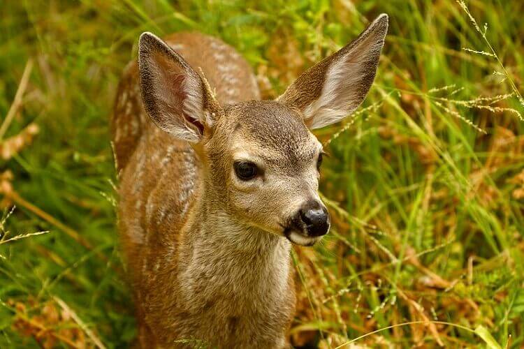 deer-names-over-250-great-ideas-for-naming-your-deer-petpress