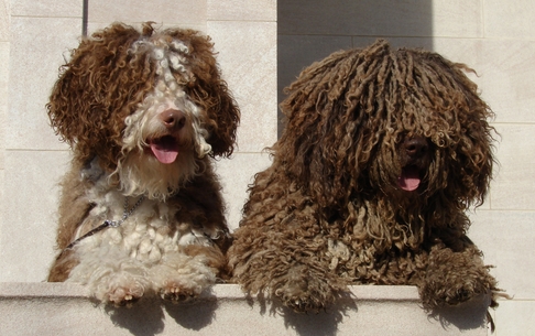 85 Stunning Spanish Dog Names With Meanings Petpress