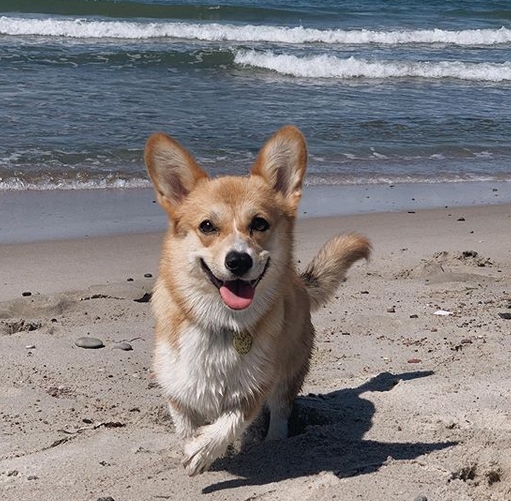 55 Best Salty Sea Inspired Dog Names with Meanings | PetPress