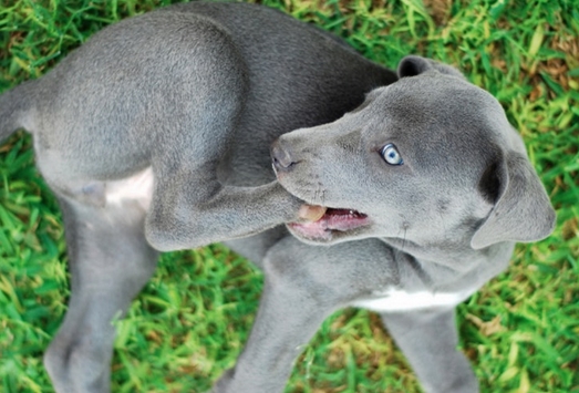 Top 100 Perfect Dog Names For Blue and Grey Dogs (with Meanings) | PetPress