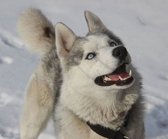 top-75-best-dog-name-ideas-for-sled-breeds-petpress