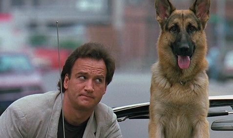 Top 30 Popular German Shepherd Dog Names from Movies and TV Shows ...