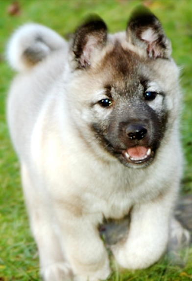 top-100-most-popular-norwegian-dog-names-petpress