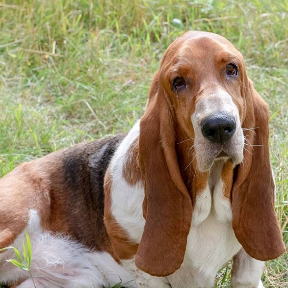 Top 95 Female Dog Names for Hound Breeds | PetPress