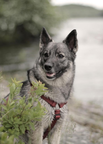 norwegian-pet-names-for-boyfriend-olympiapublishers