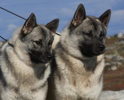 Top 100 Most Popular Norwegian Dog Names | PetPress