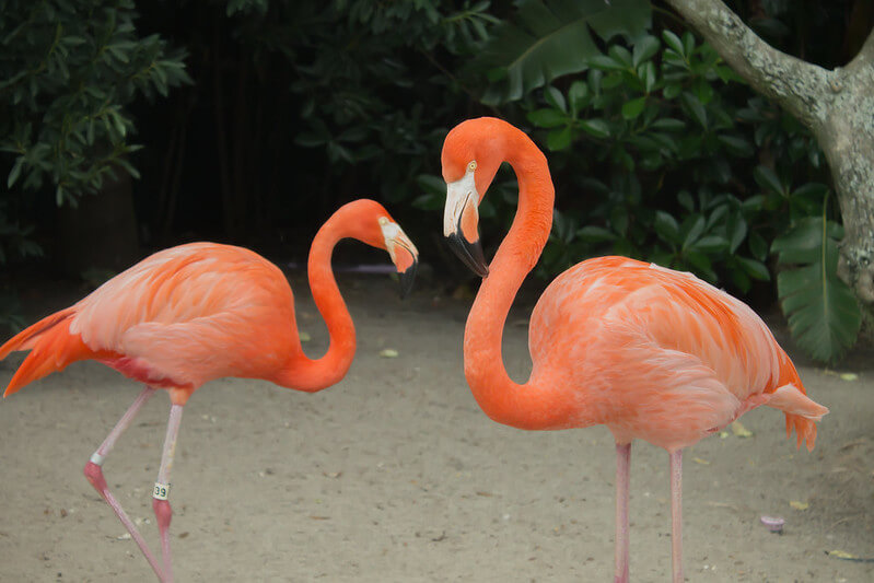 Top 100 Best Names For Flamingos Petpress