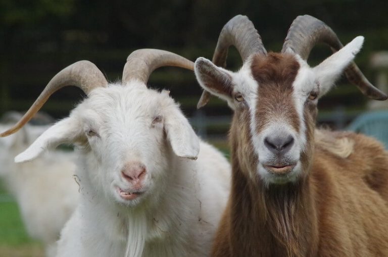 funny-goat-names-80-hilarious-ideas-for-naming-your-goat-petpress