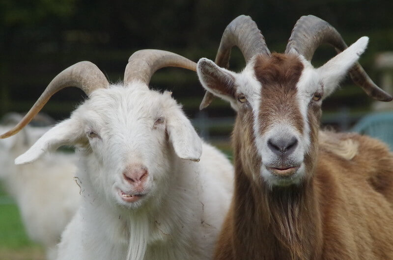 Funny Goat Names – 80 Hilarious Ideas for Naming Your Goat | PetPress