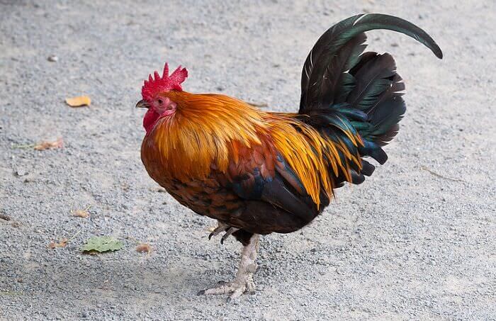 Rooster Names: 200+ Most Popular Names for Roosters | PetPress