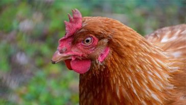 hen names