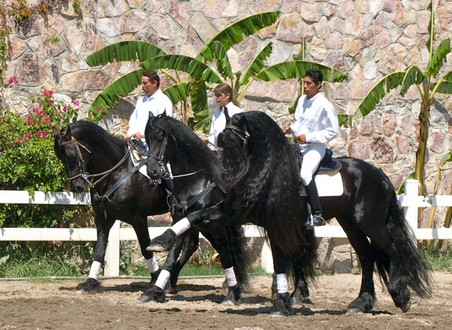 40 Awesome Latin Horse Names Petpress