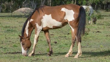 paint horse names