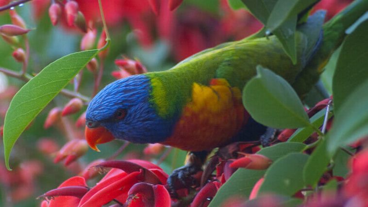 Male Parrot Names