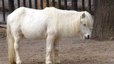 pony names