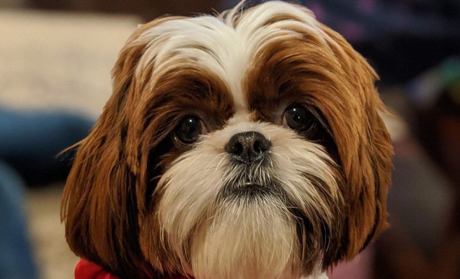 14 Fluffy Facts About Adorable Shih Tzu | Page 2 of 4 ...