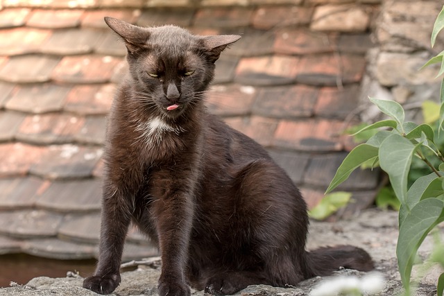 spooky-funny-cat-names