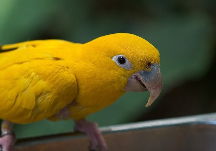 Yellow Bird Names: 80 Best Names for Yellow Birds | PetPress