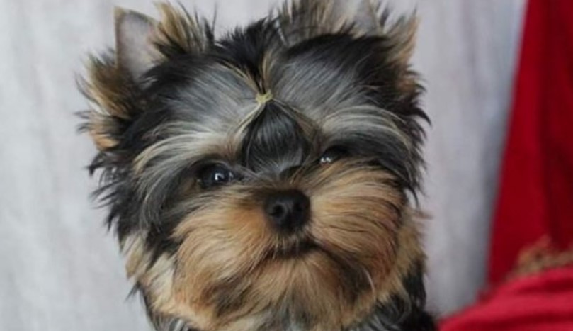 Download 14 Tips For Choosing A Yorkshire Terrier Puppy | Page 2 of 3 | PetPress