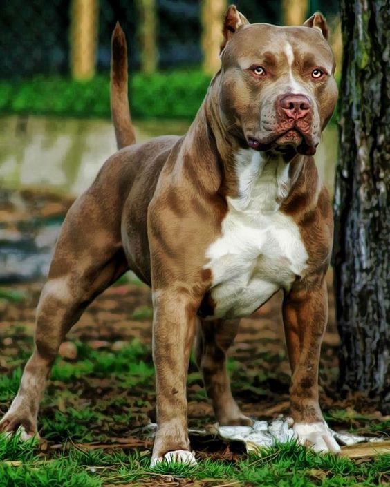 Top 10 Fighting Dog Breeds | PetPress