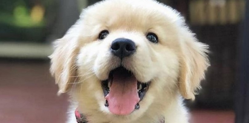 Cute Female Dog Names 2020 - Cute Dog Names 2020: The Best Names for Your Puppy - Slice - The top name for your pet is present in the list.