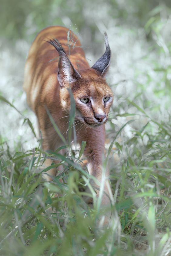 15 Interesting Facts About Caracals | Page 2 of 3 | PetPress