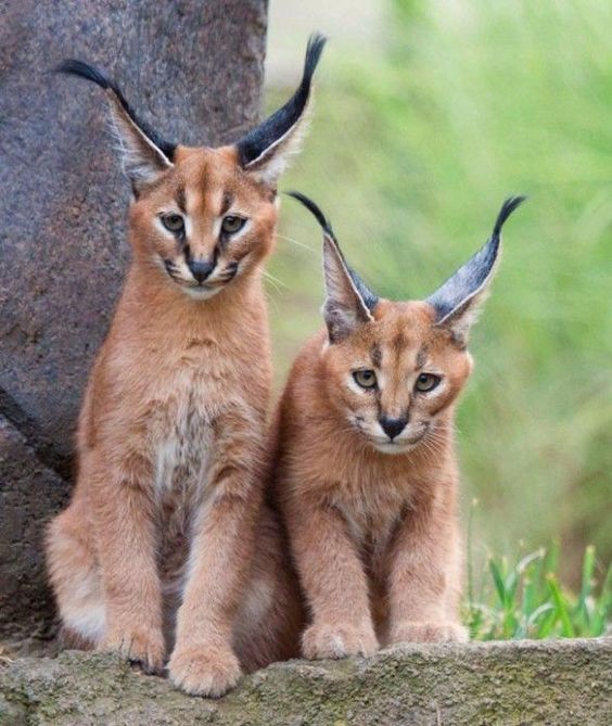 15 Interesting Facts About Caracals | Page 2 of 3 | PetPress