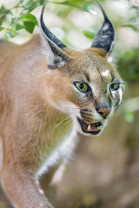 15 Interesting Facts About Caracals | Page 2 of 3 | PetPress