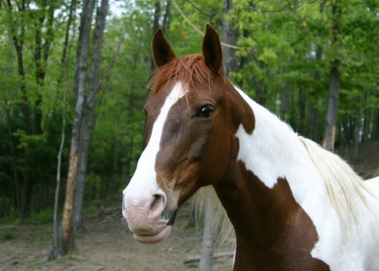 230-western-horse-names-cowboy-horse-names-petpress