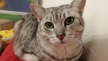 Egyptian cat names