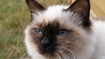 French cat names