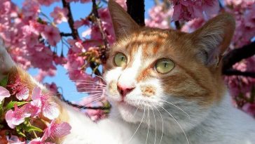 Japanese cat names