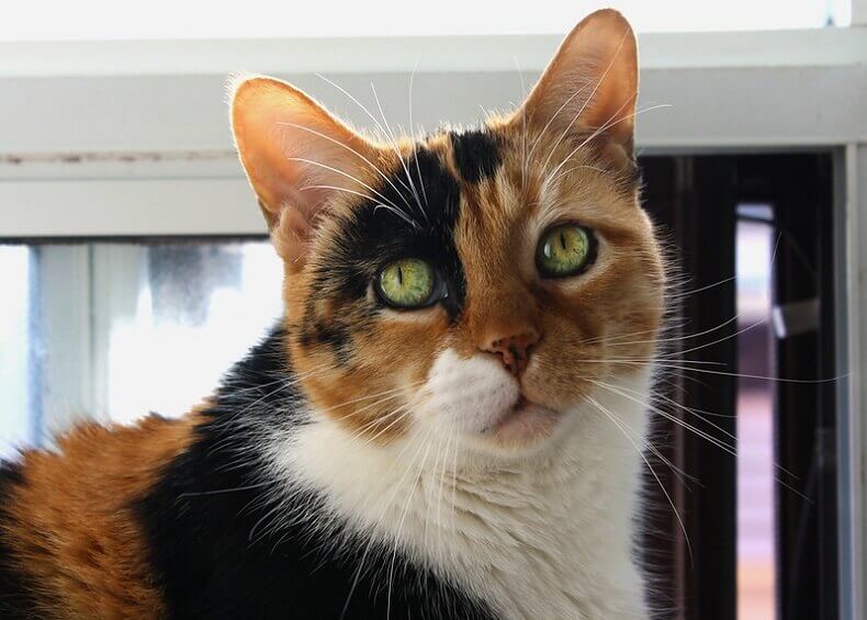 calico cat names calico cat names