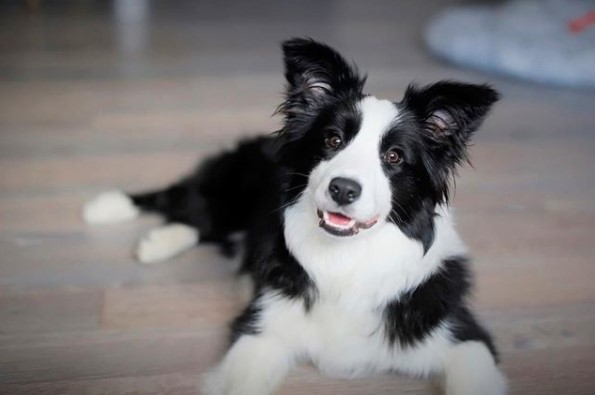 15 Most Intelligent Dog Breeds - PetPress