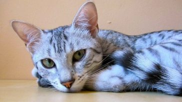african cat names