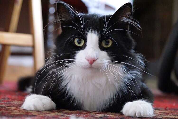350+ Perfect Black and White Cat Names for Your New Kitten | PetPress