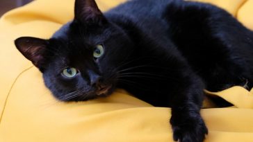black cat names