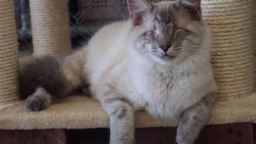 blind cat names