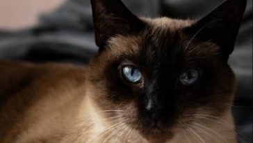 blue eyes cat