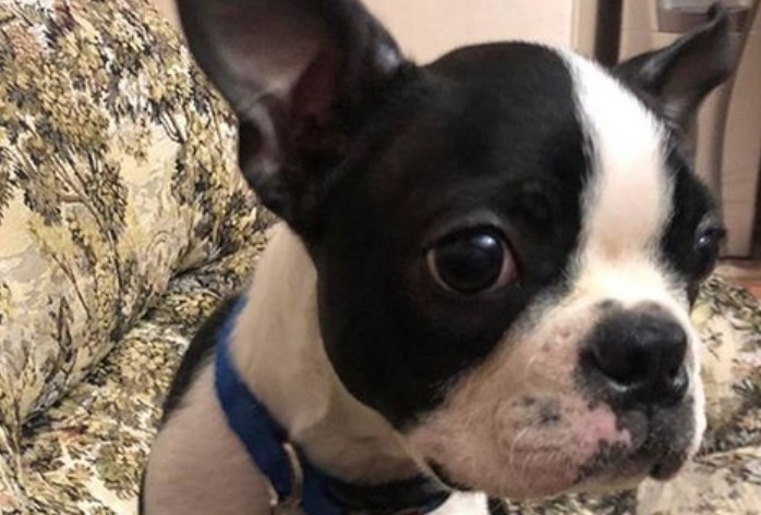 45 Stunning Female Dog Names For Boston Terriers PetPress