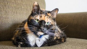 calico cat names