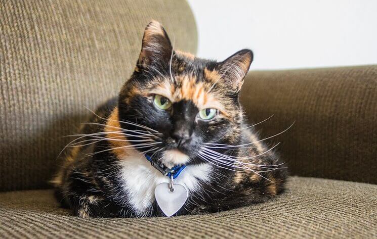 300+ Calico Cat Names - Cute, Unique Names You'll Love | PetPress