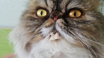 cat 4