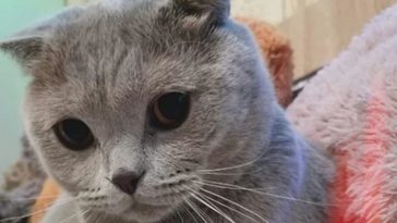 cat eyes