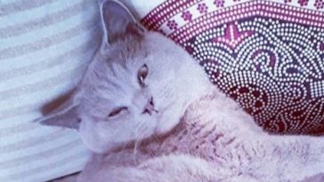 cat rest
