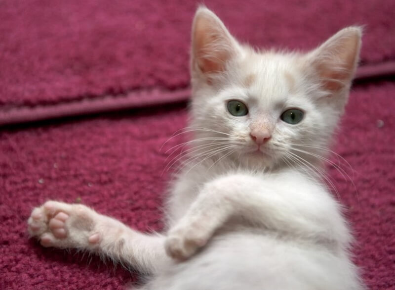 175 Best Cream Colored Cat Names - The Ultimate List | PetPress