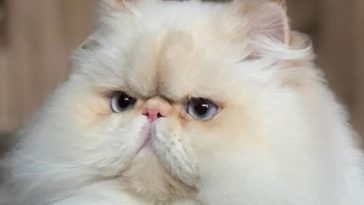 cute cat