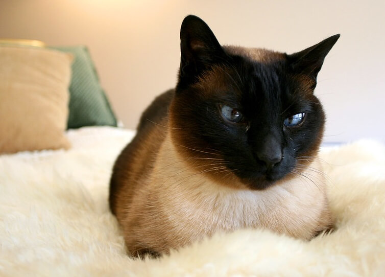 Siamese Cat Names - Over 500 Great Ideas for Naming Your ...