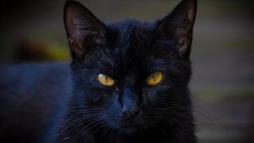 demon cat names