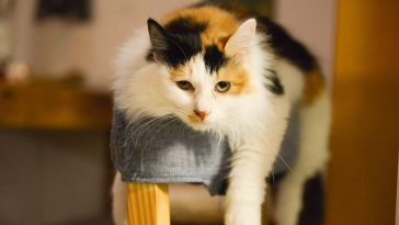 designer cat names